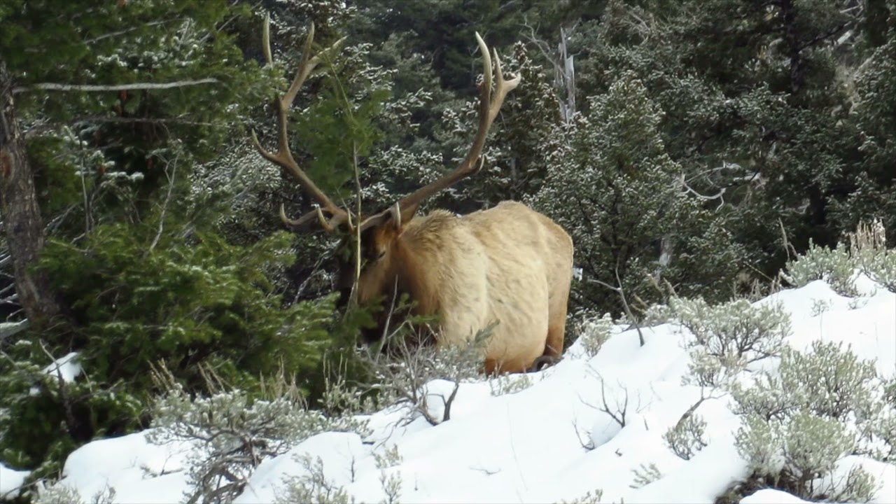 Blacktail Bear Management Area - Yellowstone National Park