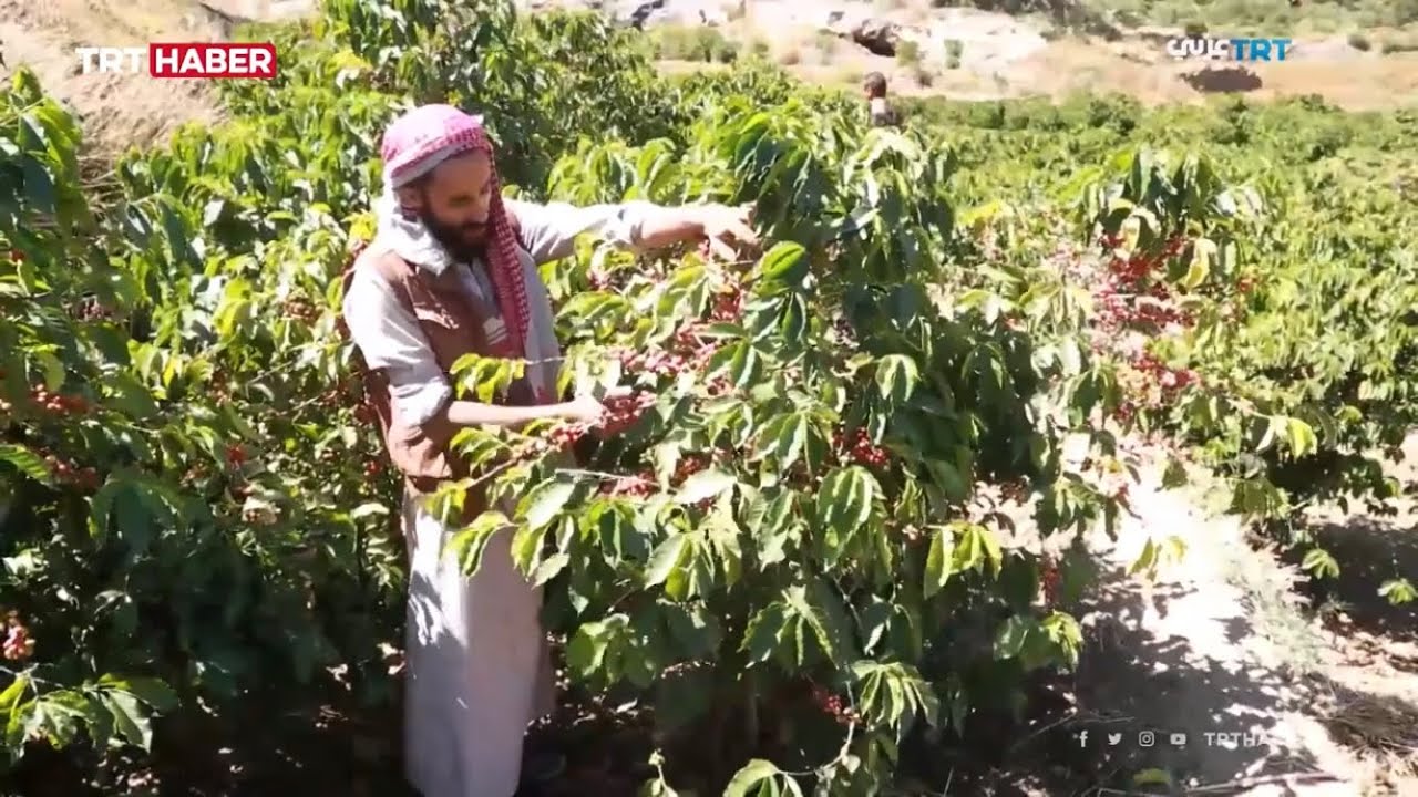 Kahvenin diyarı Yemen'de eski günlere dönüş çabası