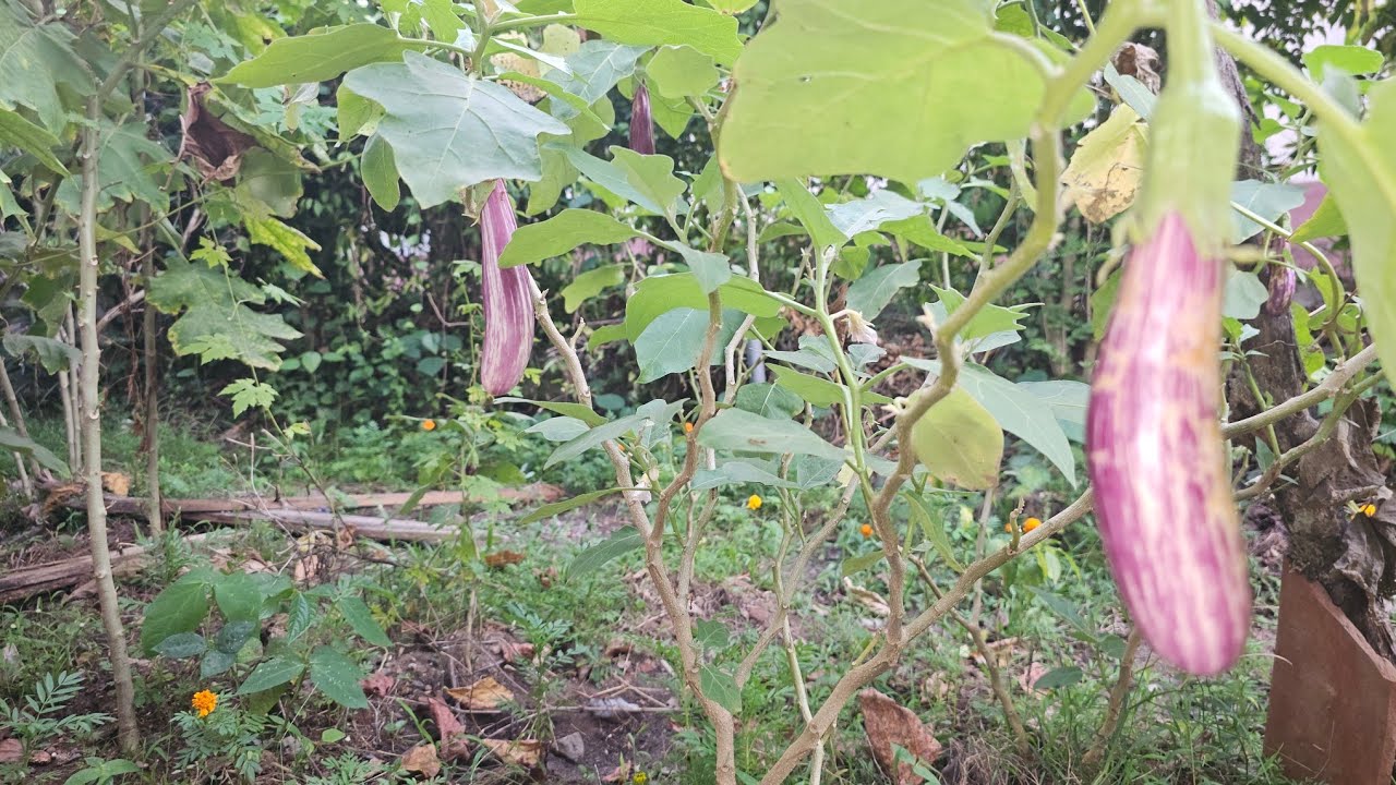 දැම්ම ඉදන් ගෙදර වවන්න පුරුදු වෙන්න