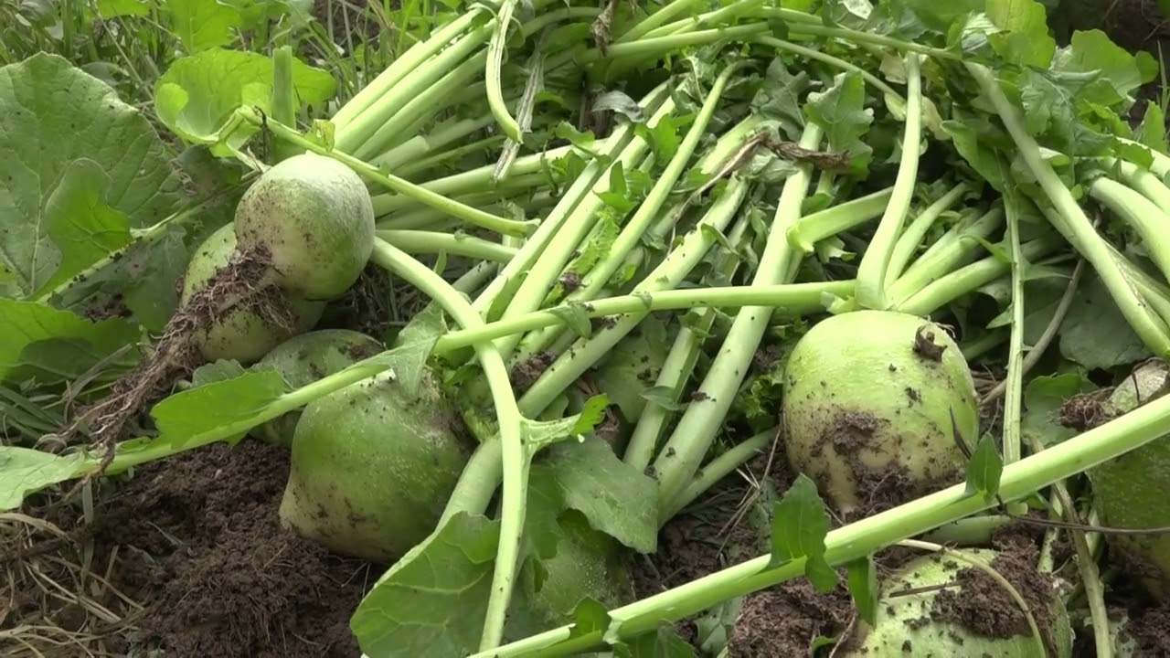 Чамъоварии хосили кишти такрории замин