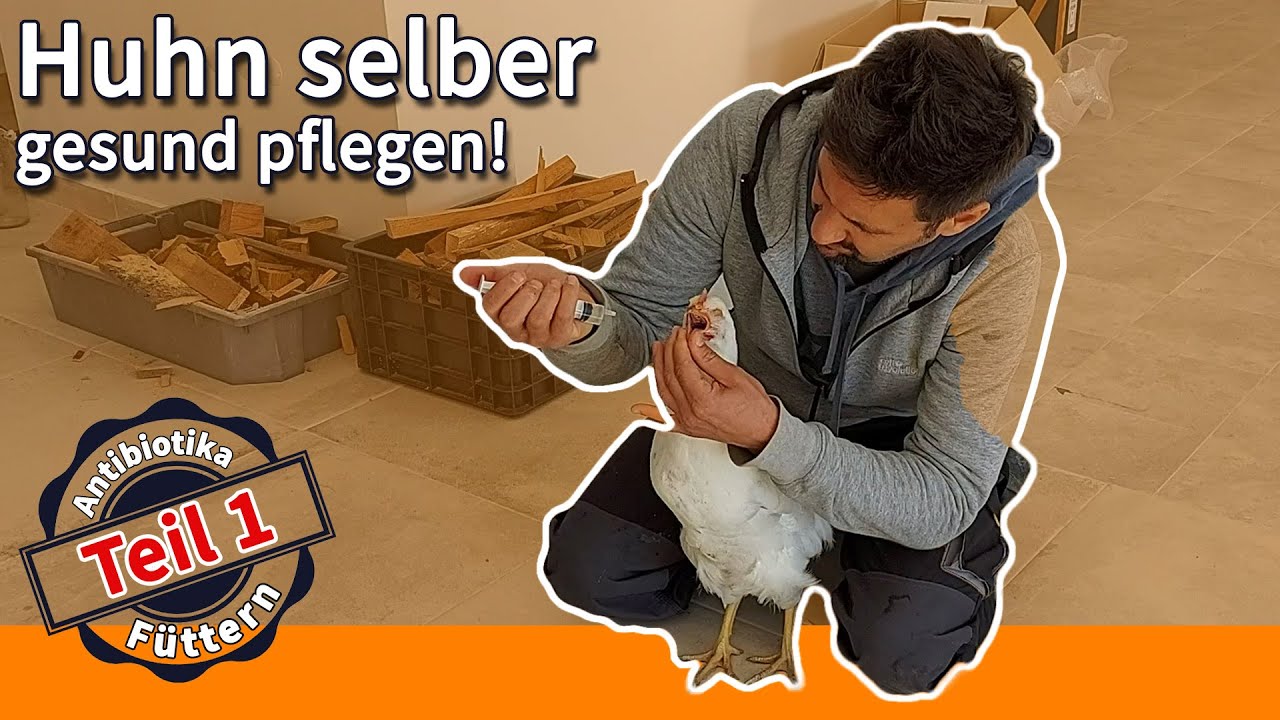 MEIN HUHN IST KRANK – ATMET SCHWER – AUGEN GESCHWOLLEN - SELBER GESUND PFLEGEN! WAS KANN ICH TUN?!