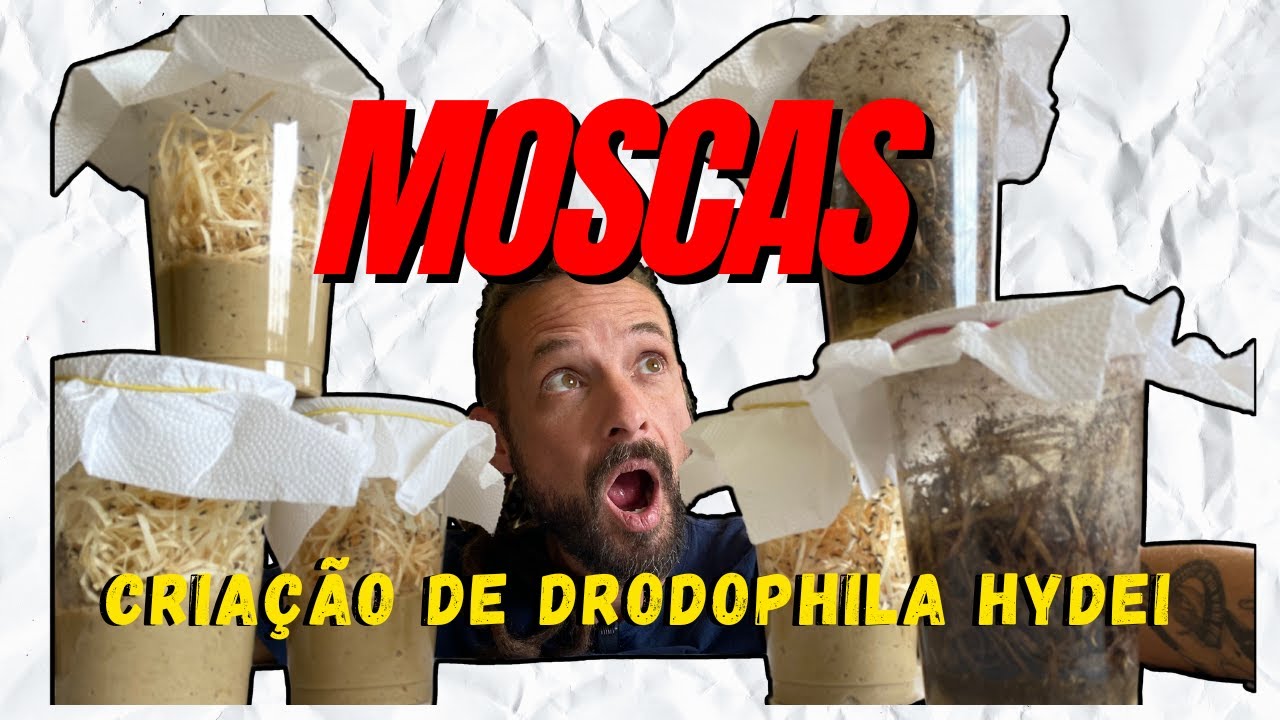 COMO CRIAR DROSOPHILAS HYDEI