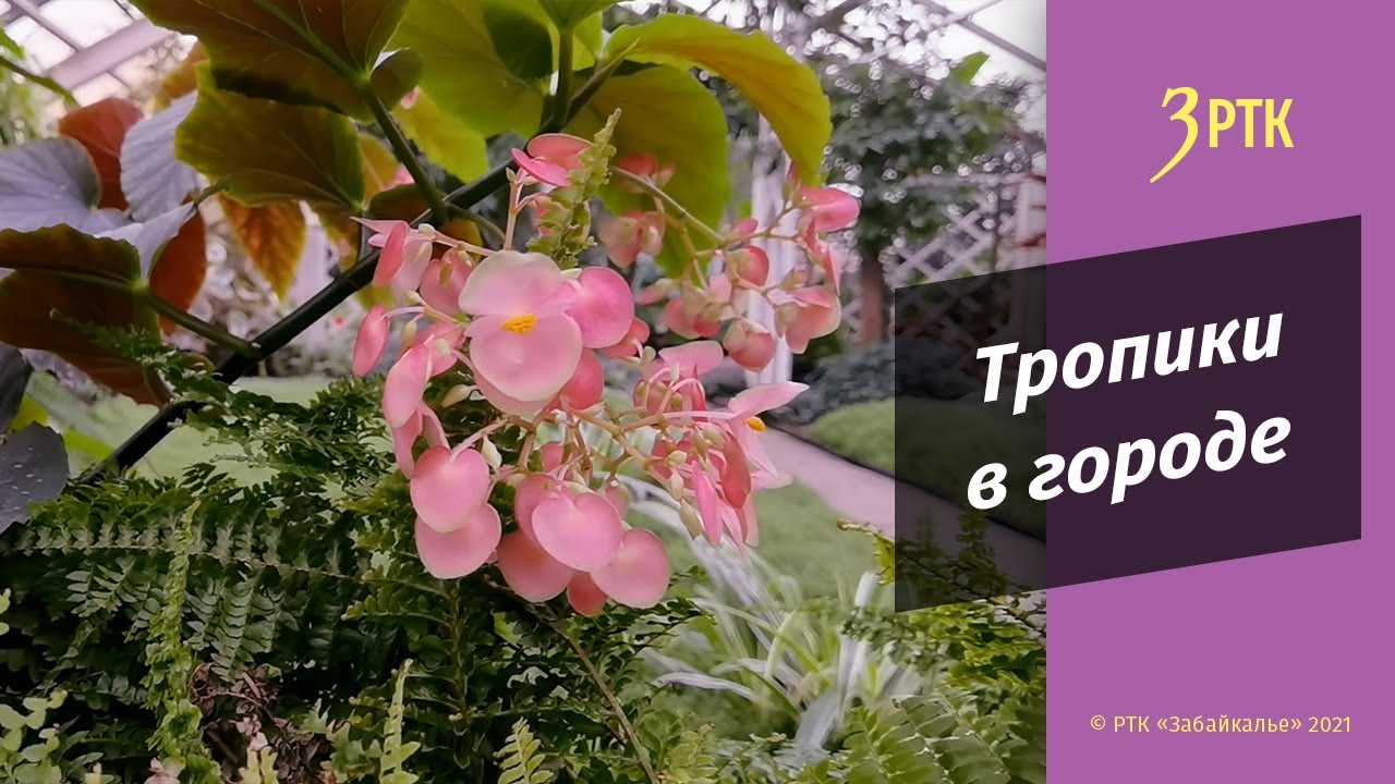 Тропики в городе