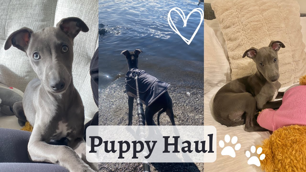 NEW PUPPY HAUL + TIPS & ESSENTIALS | WHIPPET PUPPY