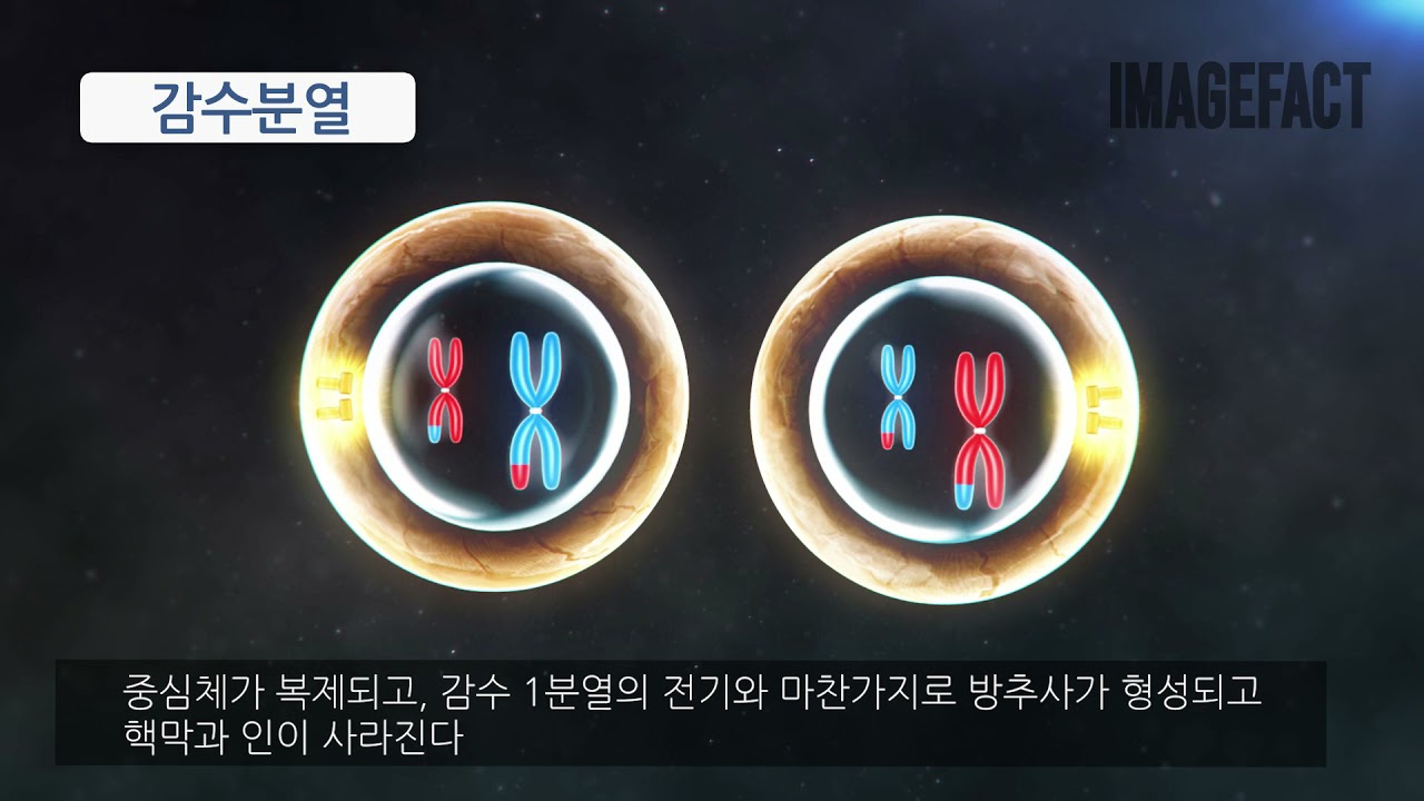 유성생식- 감수분열