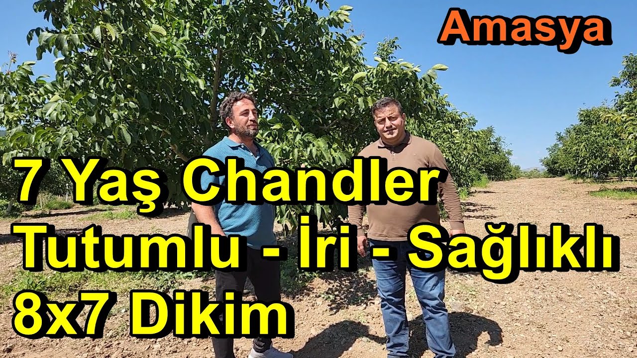 Chandler Cevizde Yüksek Verim için Gübreleme Programı - Tutum- İrilik - Sürgün - İç Doluluğu