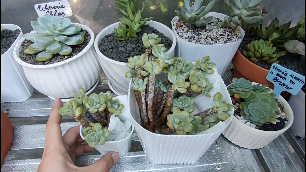 Plant care of Sedum Clavatum SuccurielsPh