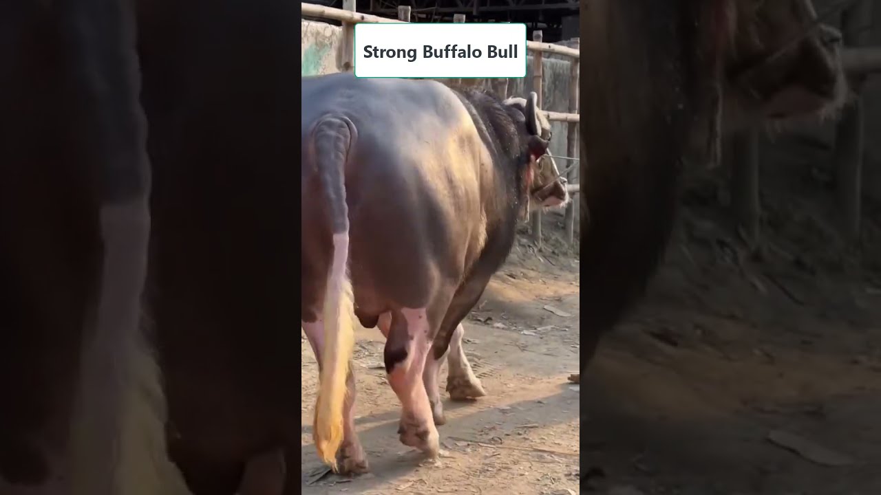 Strong Buffalo Bull || 