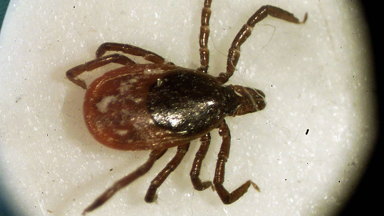 CANADA'S TICK PROBLEM | Experts warn of health risks during summer population surge