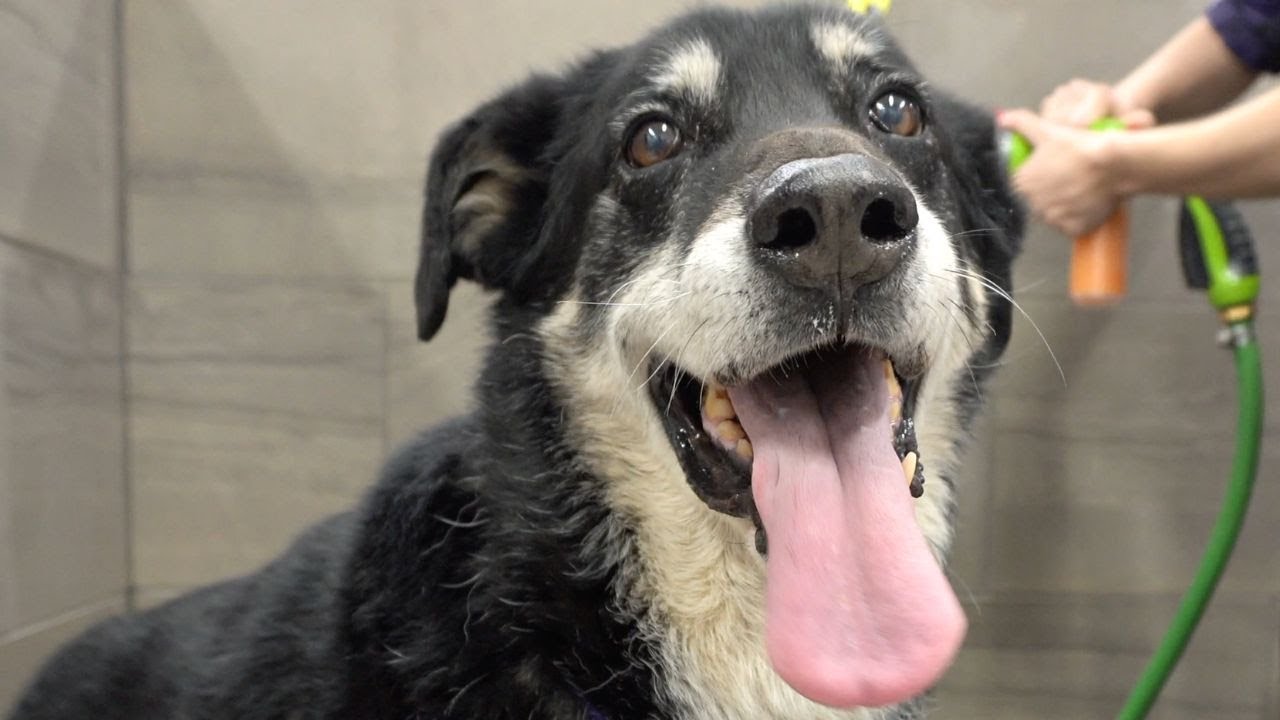 Rescue mutt EXTREME fur explosion