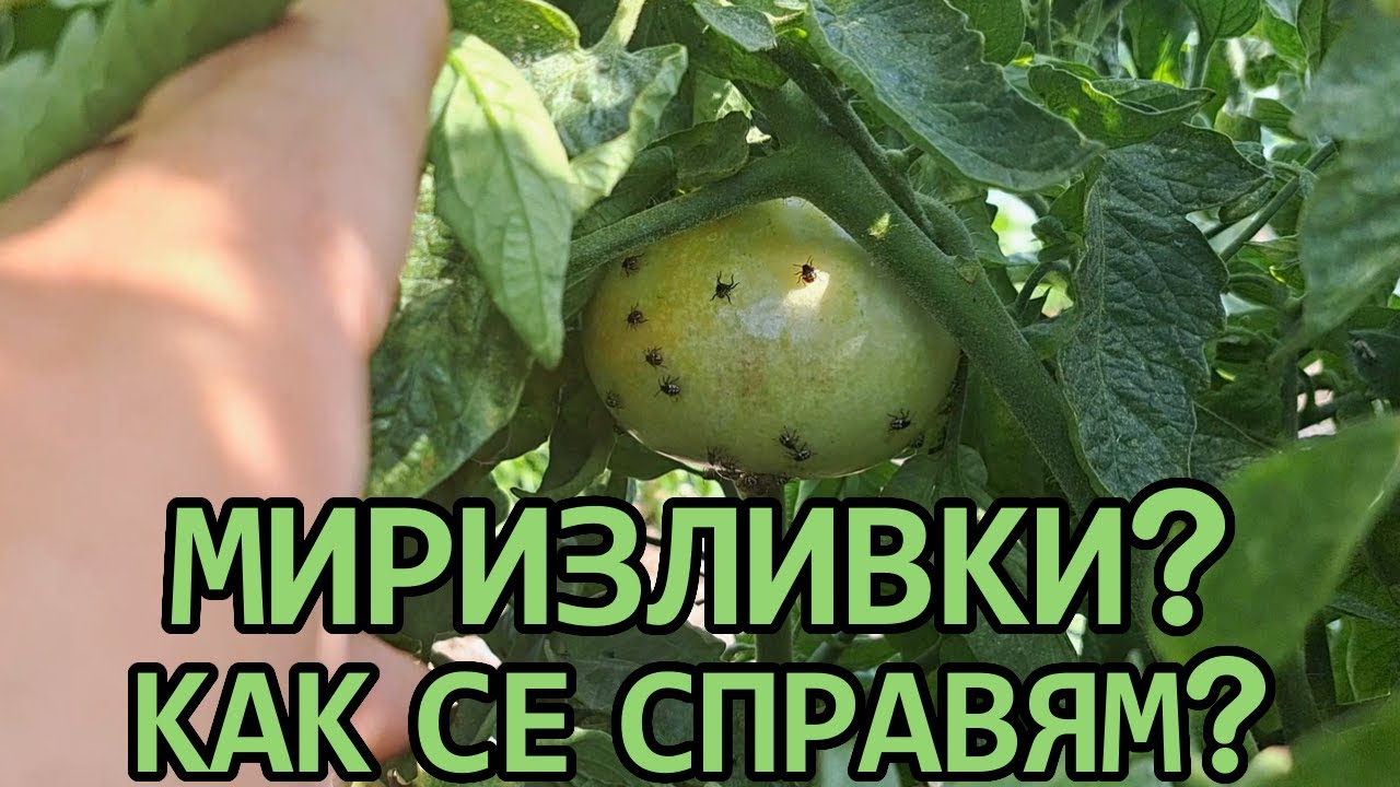 Моят еко начин за справяне с миризливките в градината