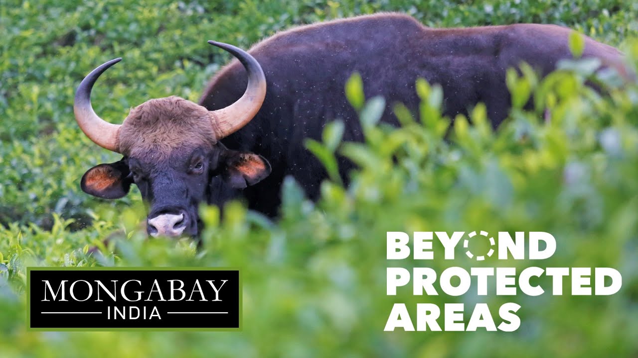 Why the Indian bison moved close to humans in Nilgiris and Kodagu | Gaurs Beyond Protected Areas