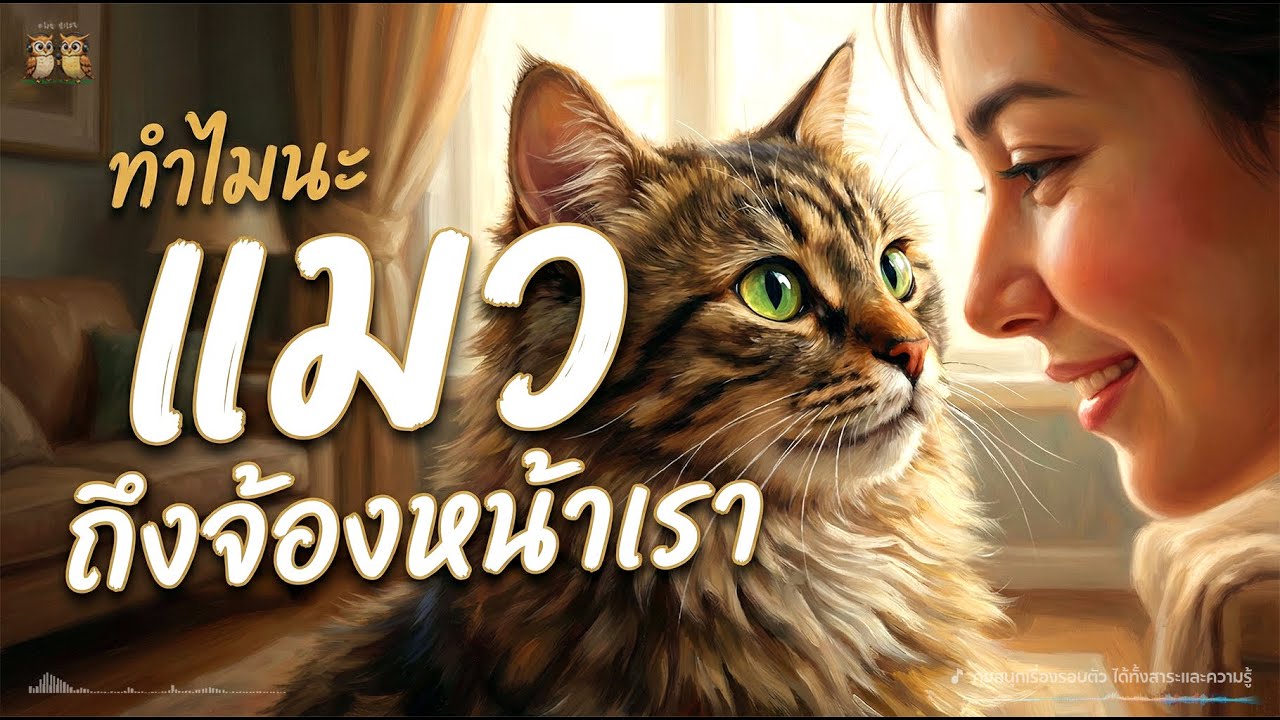 ทำไม “แมว” ชอบจ้องหน้าเราแบบไม่กระพริบตาเลย? 😼 #แมว #คนรักแมว