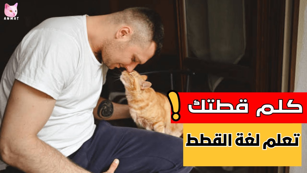 تحدث مع قطتك! 10أسرار مذهلة لفهم لغة جسد القطط وأصواتها!🐈