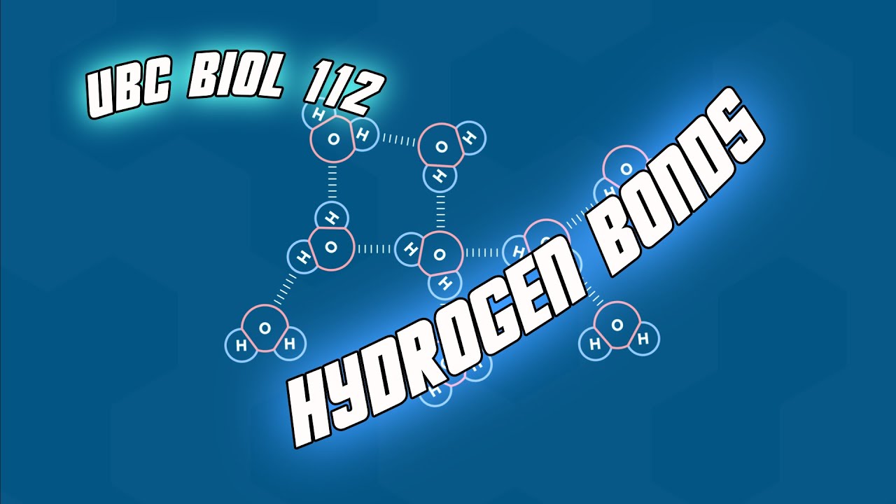 Chemistry for Biology: Hydrogen Bonds - Biol 112 at UBC