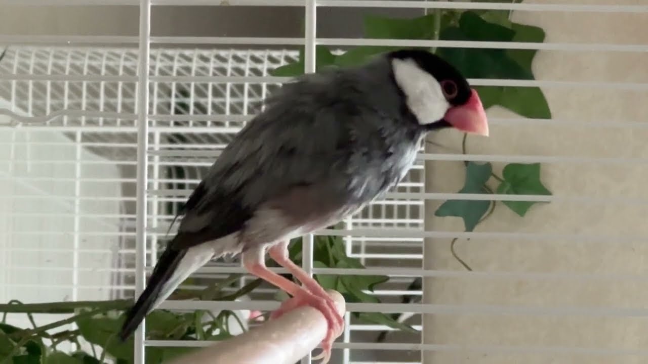 After bath grooming