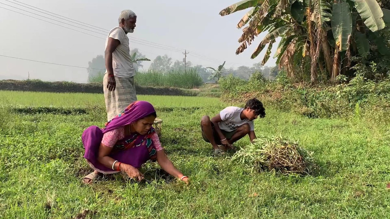 একটা গরু পালন করলে কি পরিমান খরচ হয় 🤔