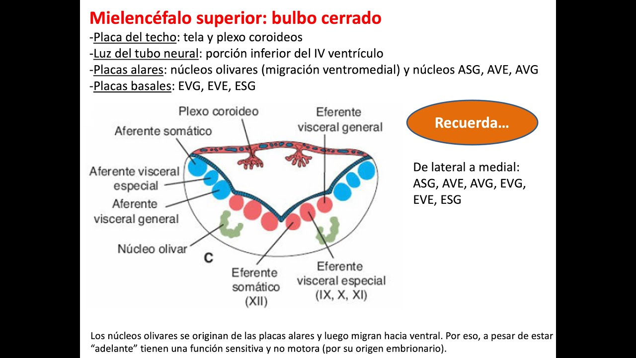 Embriolog&iacute;a: Sistema nervioso 2 (ves&iacute;culas cerebrales, meninges, SNP y nervios craneales)