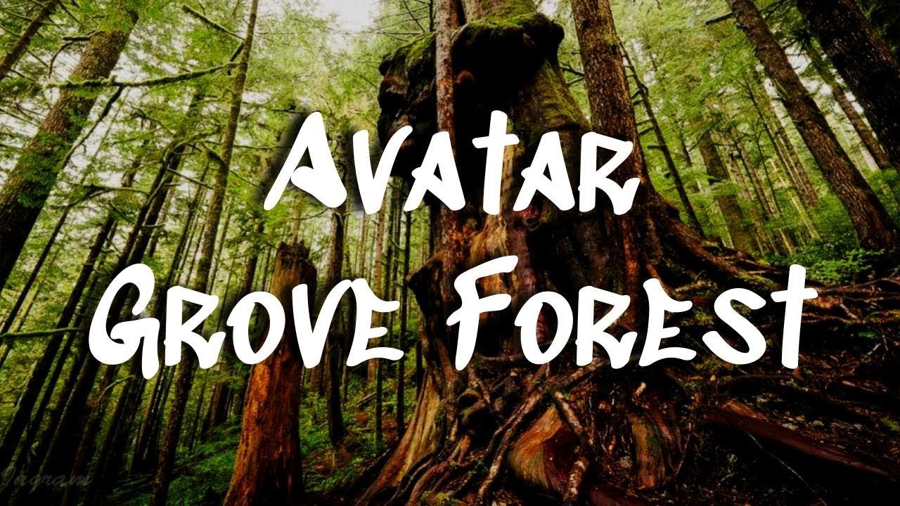 Avatar Grove || The World's Gnarliest Tree || Vancouver Island, B C