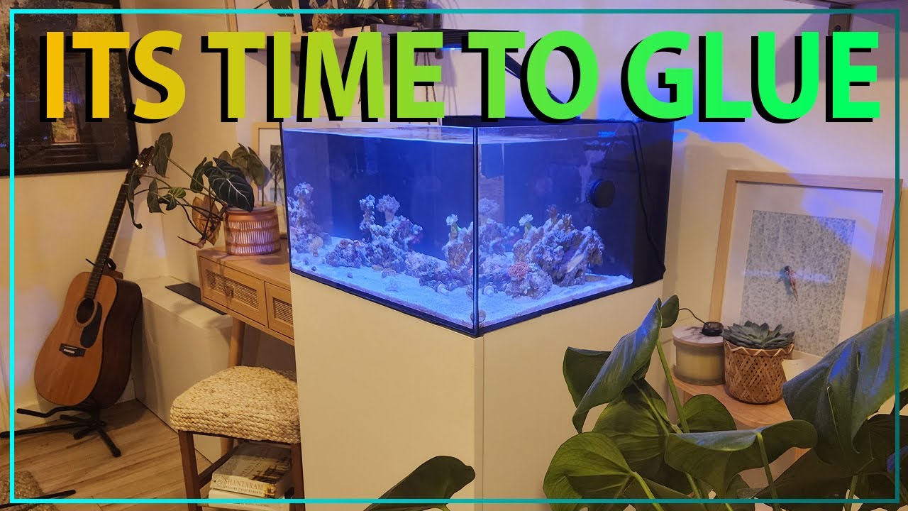 Where To Place Corals In Our Nano Reef ?