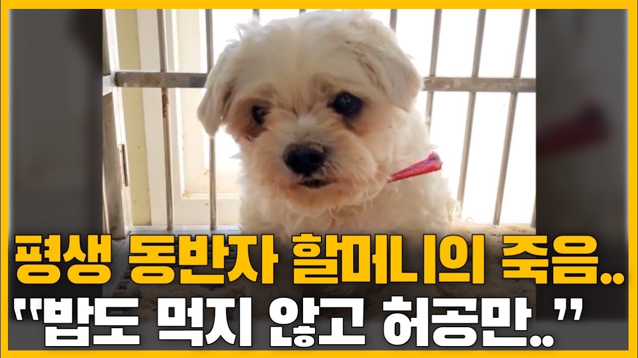 '10년 동반자' 할머니를 기다리는 강아지.. 지켜보던 수의사가 어렵게 꺼낸 '첫마디'