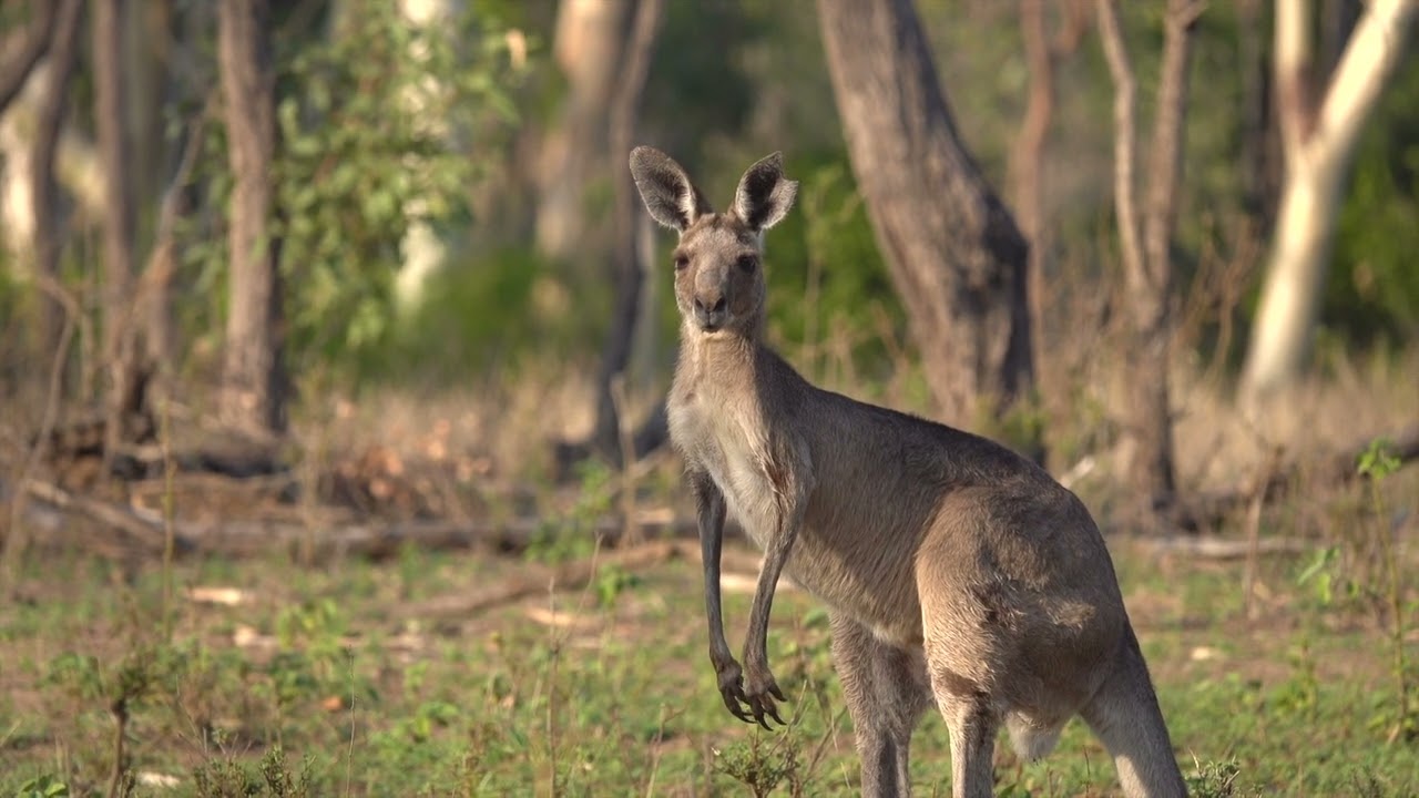 Western Grey Kangaroo - Spotted Safaris
