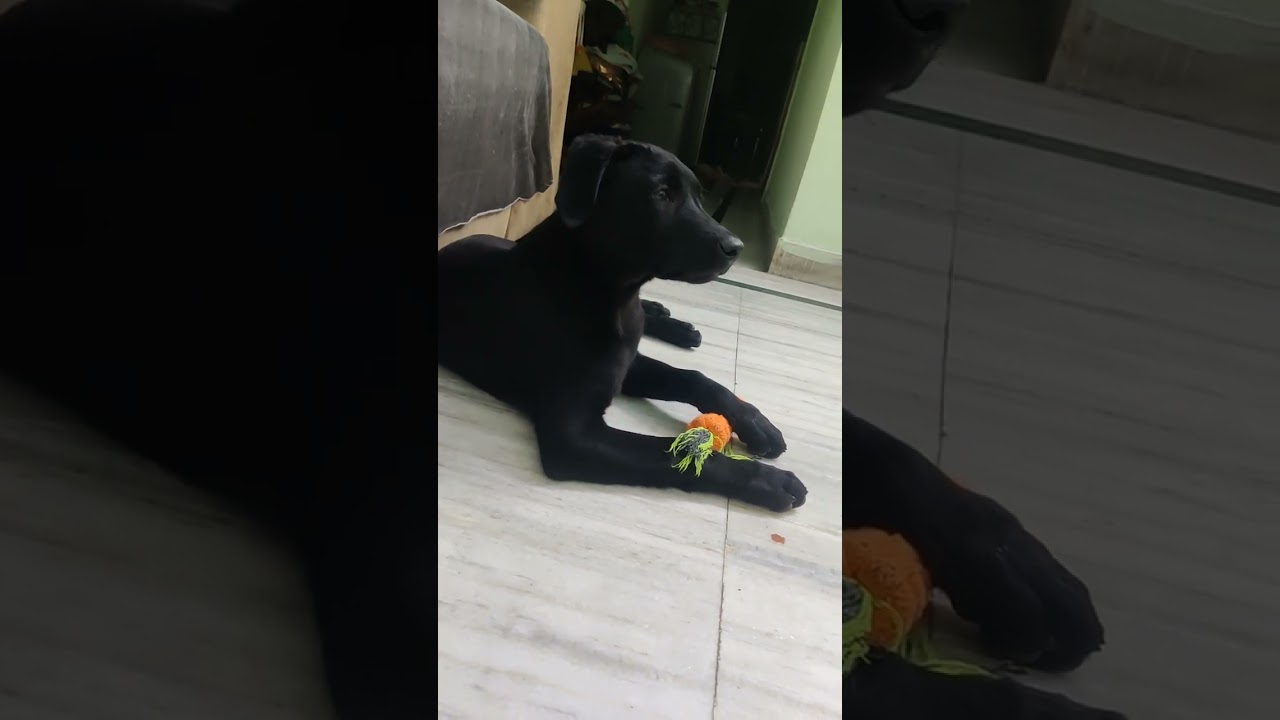 Tango playing