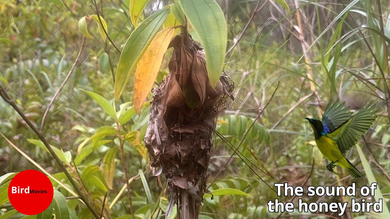 THE VOICE OF BEAUTIFUL HONEY BIRD GUARDING THE NEST 