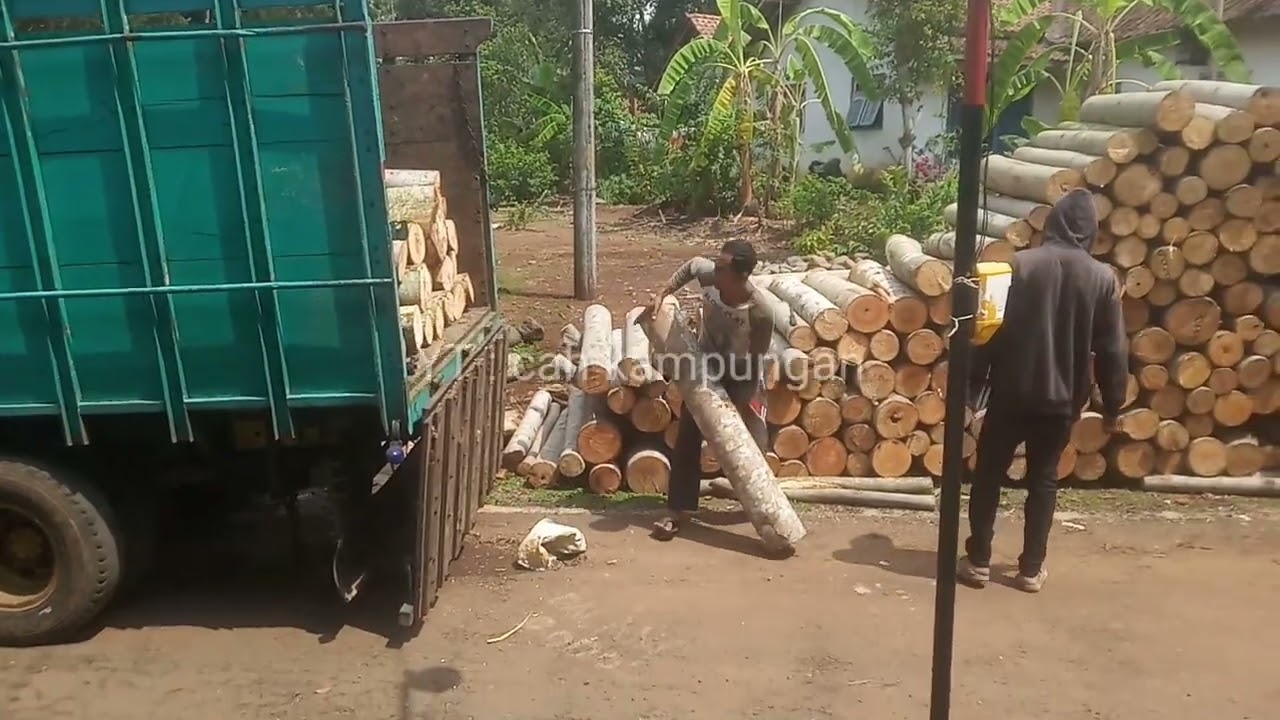 muat kayu sengon ke dalam truk