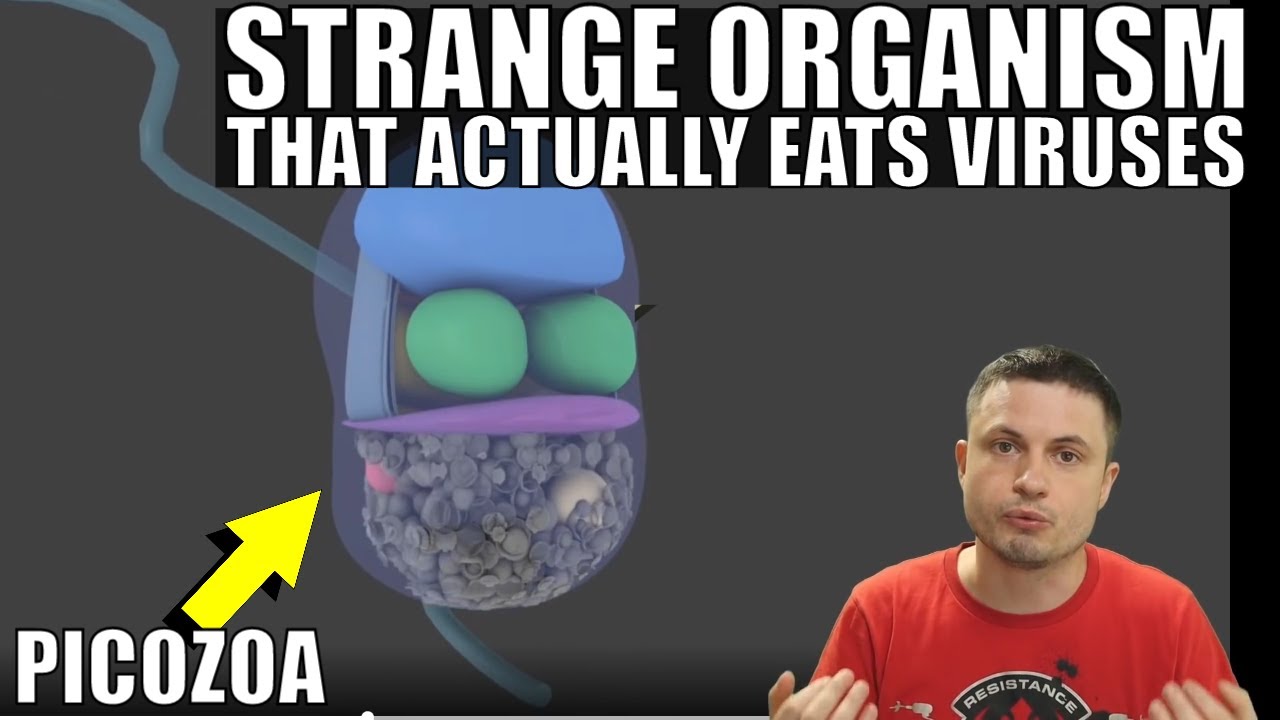Does Anything Eat Viruses? Turns Out These Organisms Do