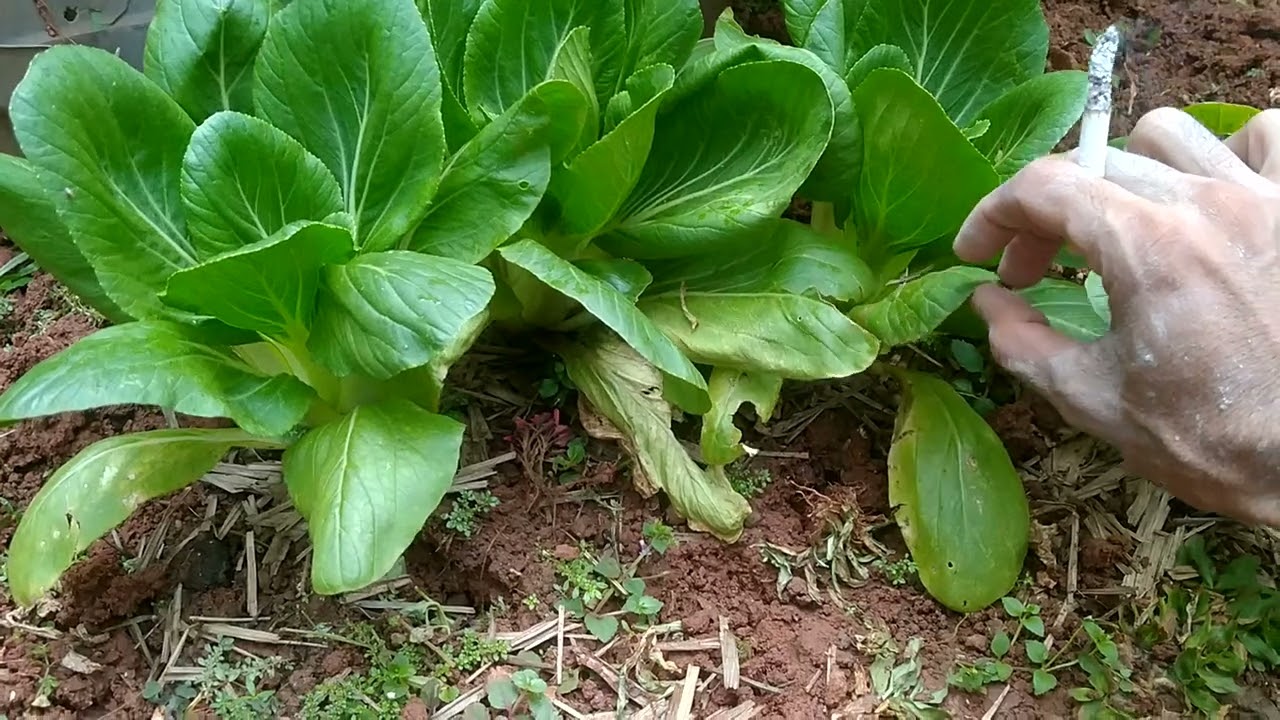 Tanam sawi tanpa pupuk dasar berkebun di rumah