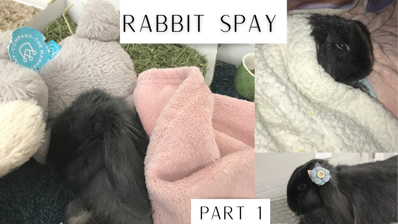 RABBIT SPAY | VLOG PART 1