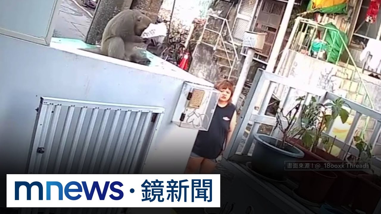 女進屋瞬間遭巴頭　傻眼罵猴動手不講武德｜#鏡新聞
