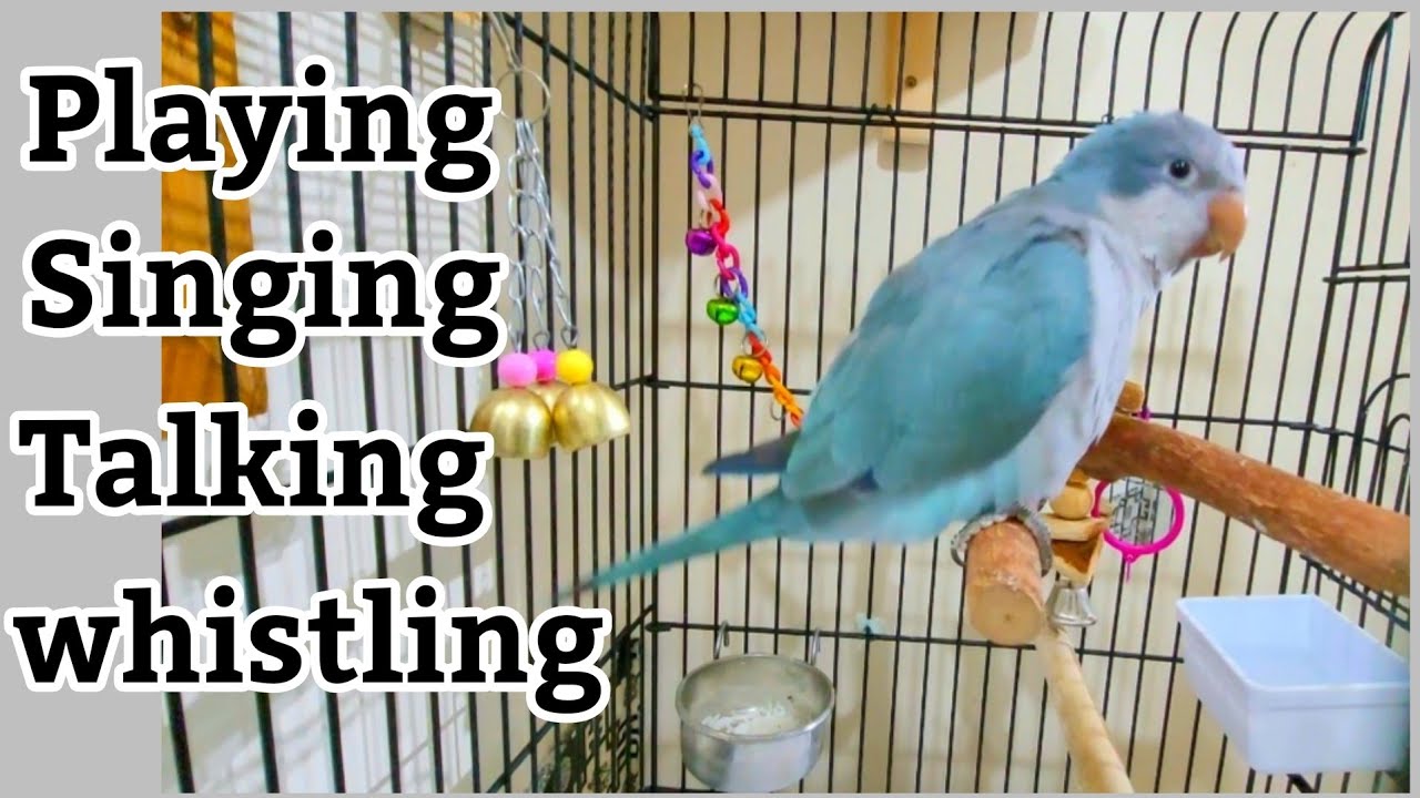 Blue Quaker Parrot Talking | Monk parakeet | Monk Parrot