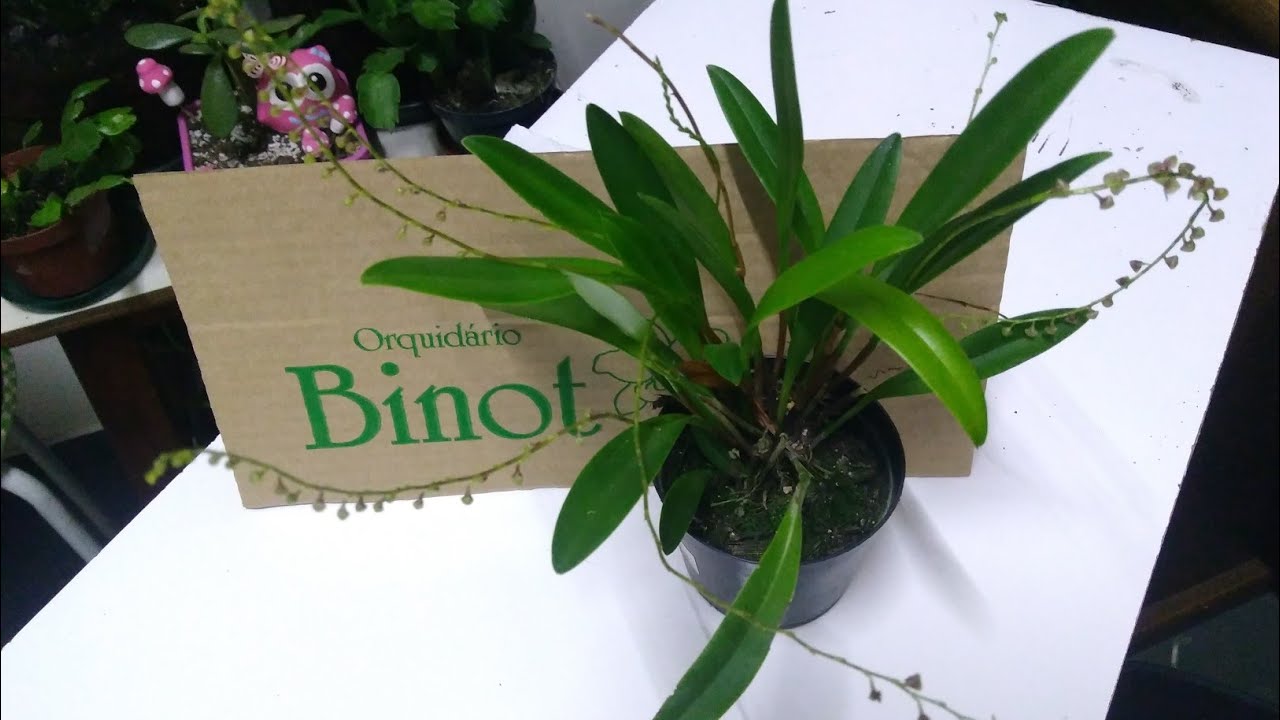Orquídea Stelis Argentata- nativa (do Binot)
