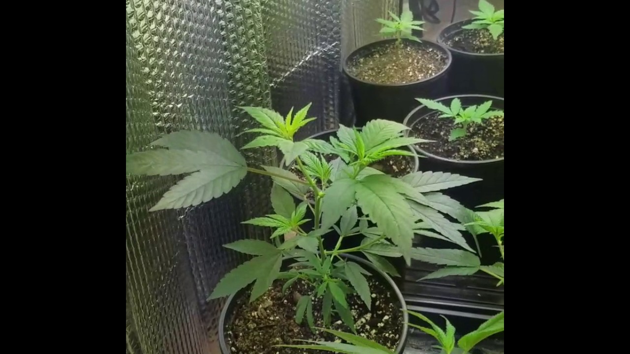 Blueberry Cannabis Grow