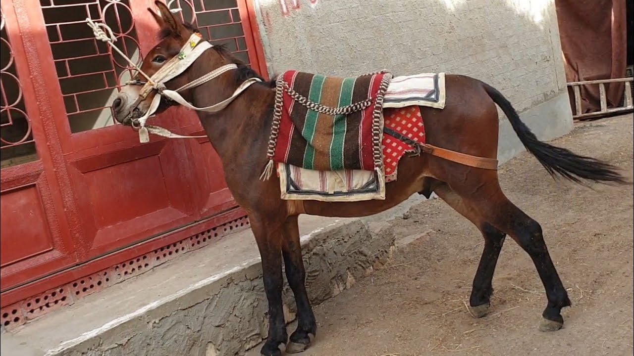 اسعار البغال في مصر🐎حمار+فرس=بغل معلومات قيمه🐎الناتج بغل🐎