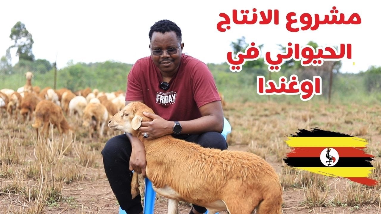 مشروع الانتاج الحيواني  في اوغندا | #زكي_شو