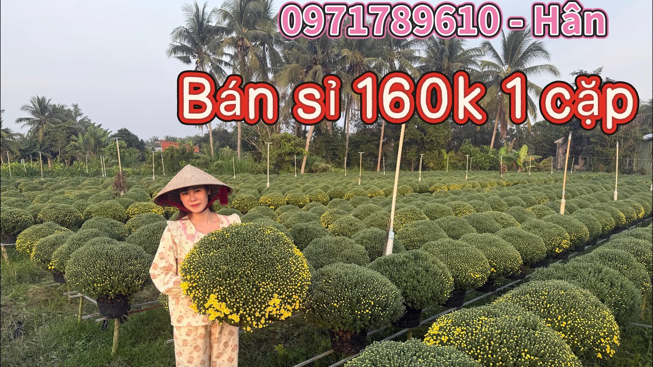 11/1/2026 chào bán lô cúc mâm sôi giá rẻ (0971789610 gặp hân)