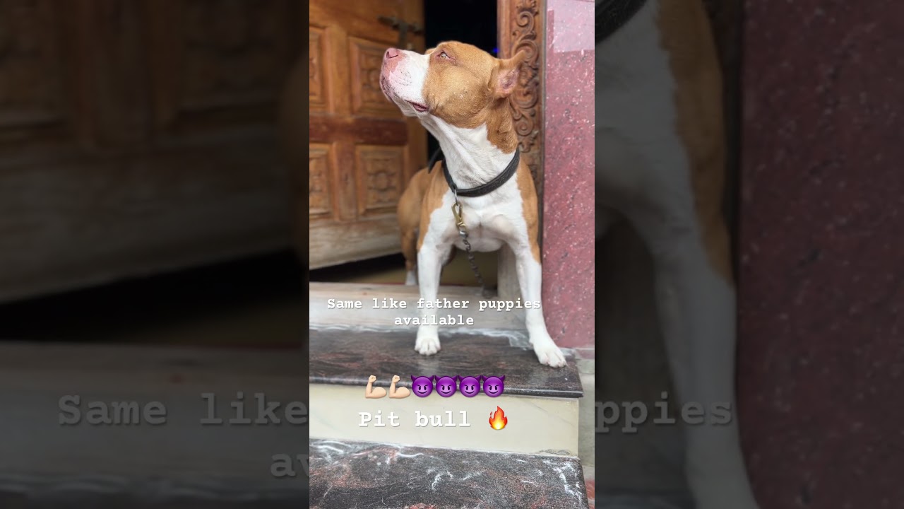 Athletic breed Pitbulls available for sale female only .. Karnataka dogs sale belur