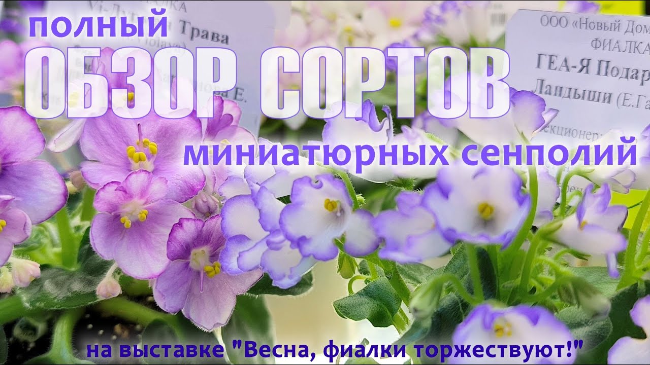 Обзор миниатюрных сортов сенполий на выставке 