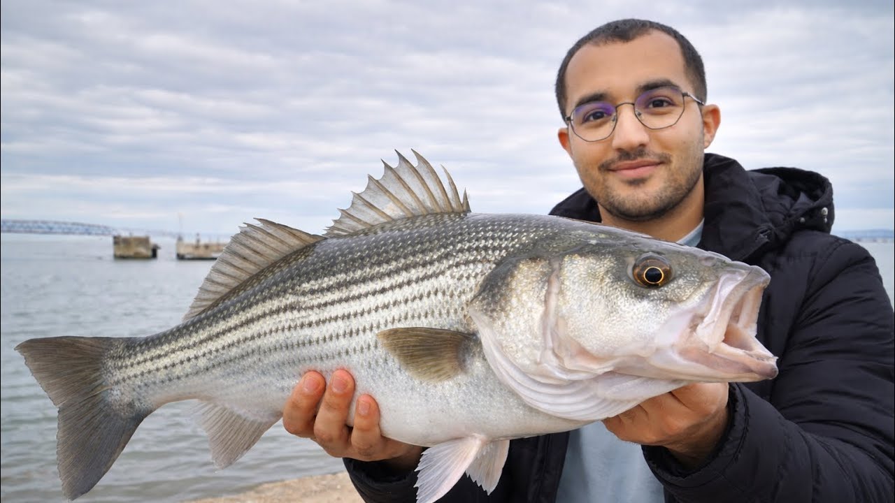 مطاردة سمكة القاروص العنيدة تحديات الصيد
