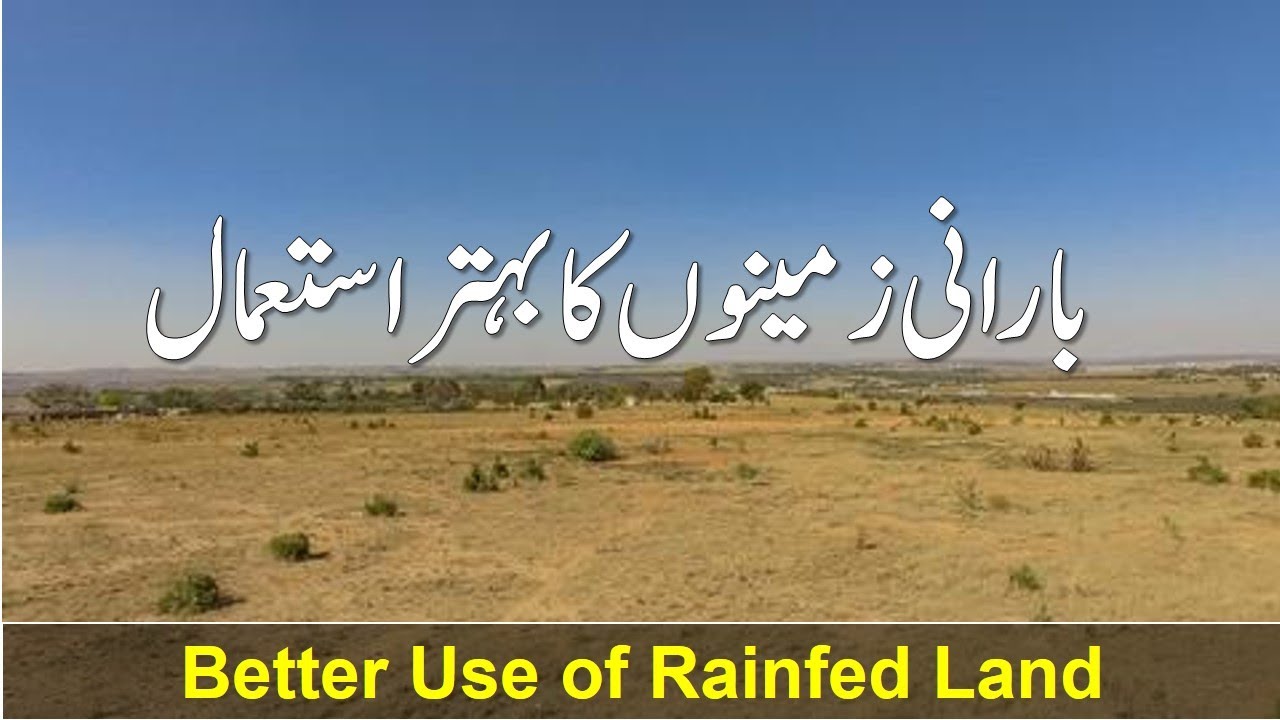 How to use Rain-fed Land - Barani Zameen Ka Par Kia Ugga Sakty Hein