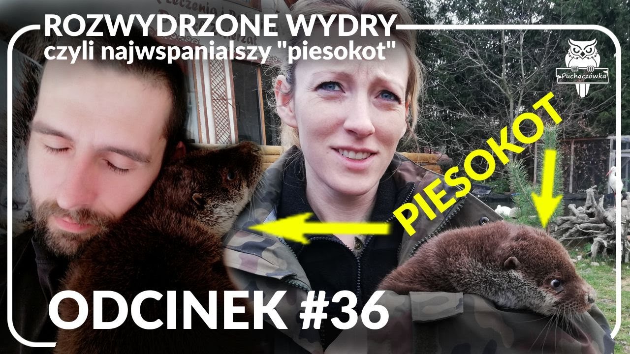 Odcinek #36 - Rozwydrzone wydry 🦦❤️