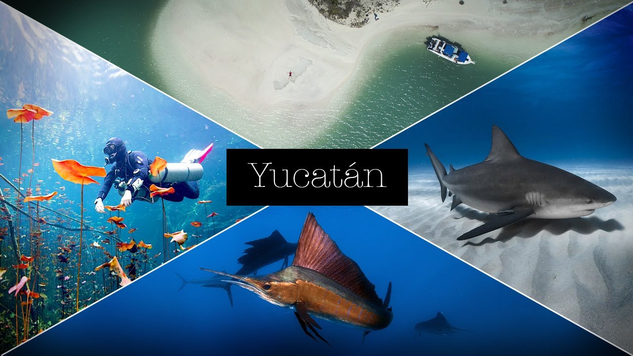 DIVING YUCATAN – CENOTES, SAILFISH, BULLSHARKS, WHALESHARKS