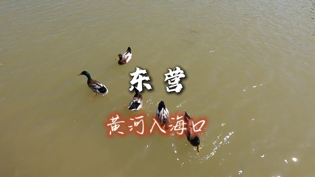 五一的黄河入海口是多元的，走进鸟类湿地保护区是一段难忘的经历