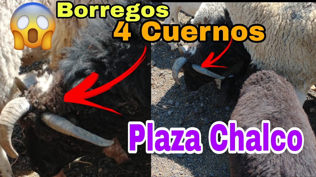 Ranchoayudas encontramos un borrego negro con 4 cuernos / Plaza Chalco