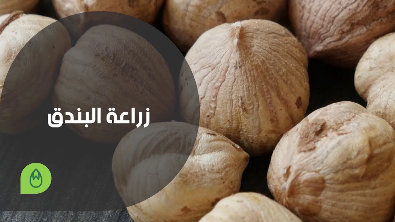 كل ما يخص زراعة البندق من الألف إلى الياء