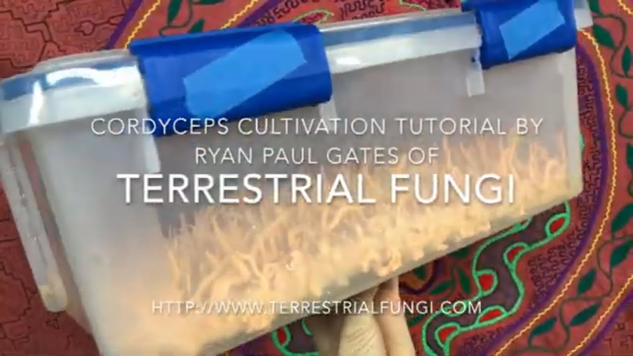 Cordyceps cultivation video by Ryan Paul Gates of Terrestrial Fungi