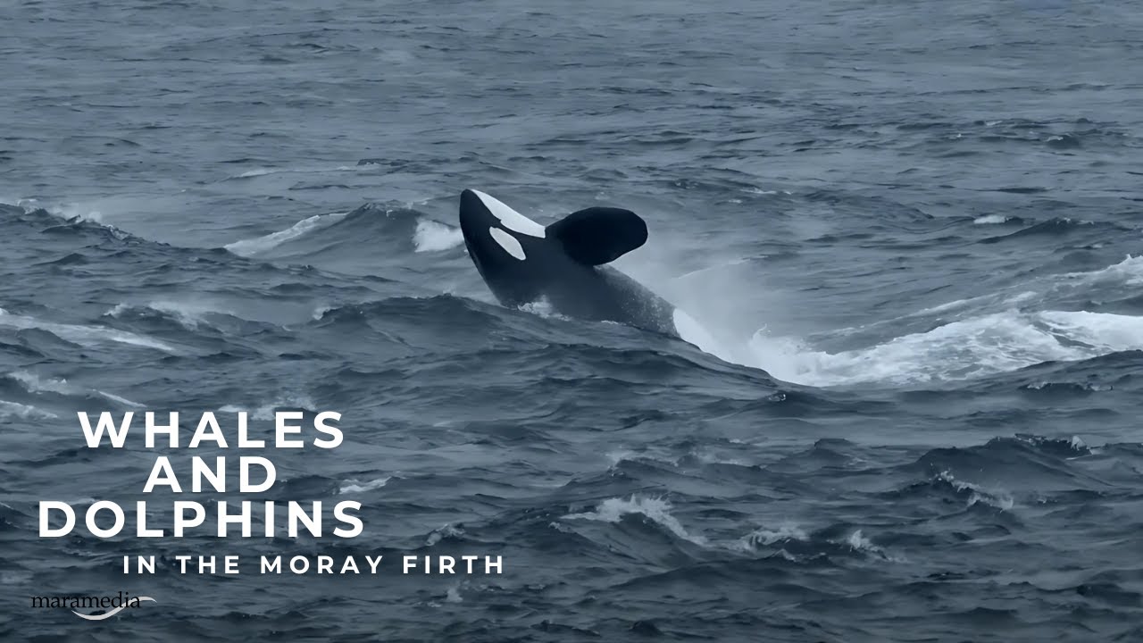 Watching Whales and Dolphins on the Highland Coast || Highlands - Scotland’s Wild Heart